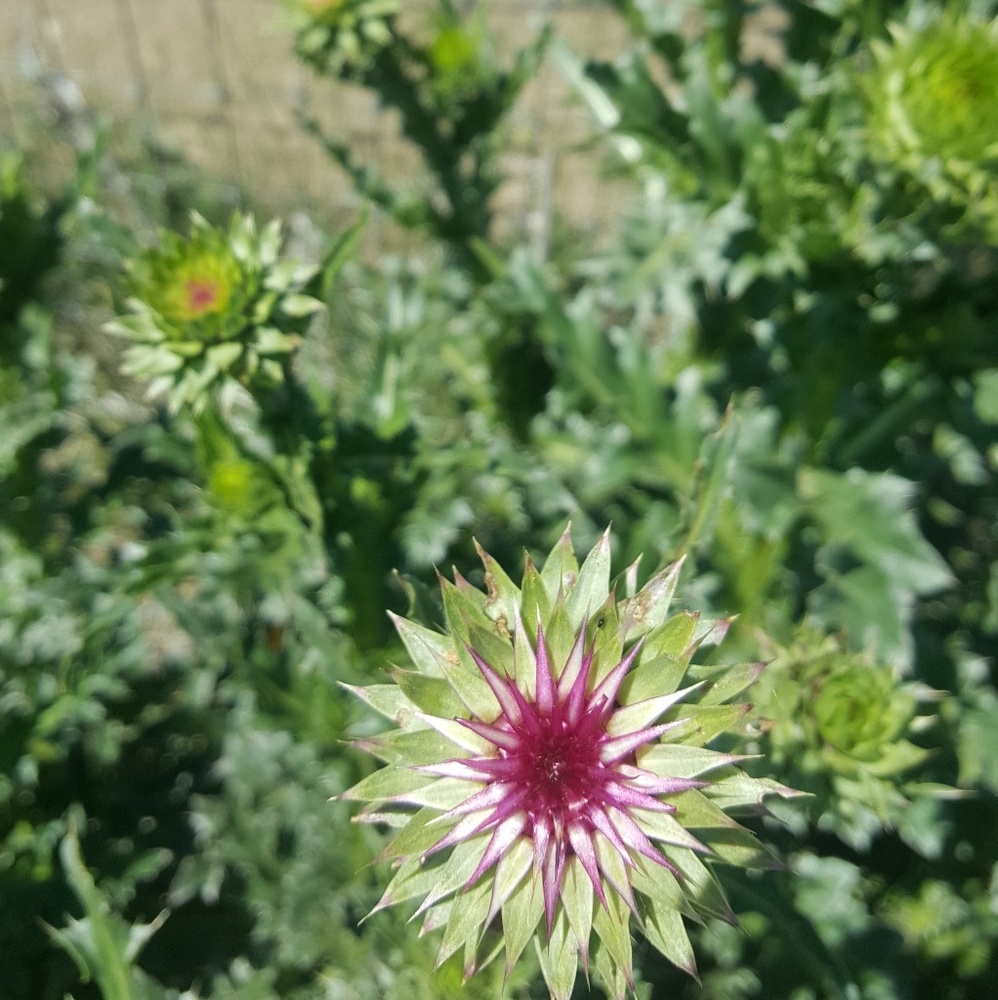 Meet your Posher, Renata